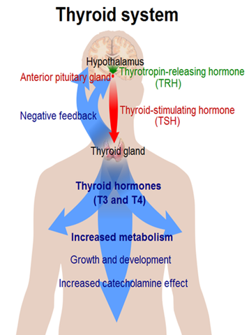 Diabetes Drug Causes Diabetes?